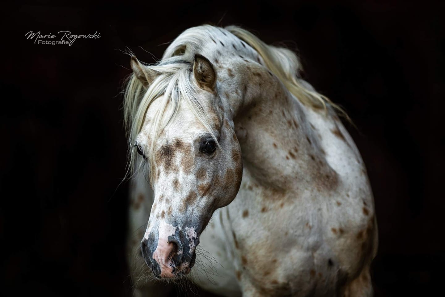 Lendorfs Mini Appaloosa Pony